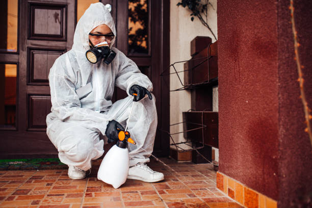 Reliable Wasp Removal contractor in Harrisburg, IL by Show Me Pest Control